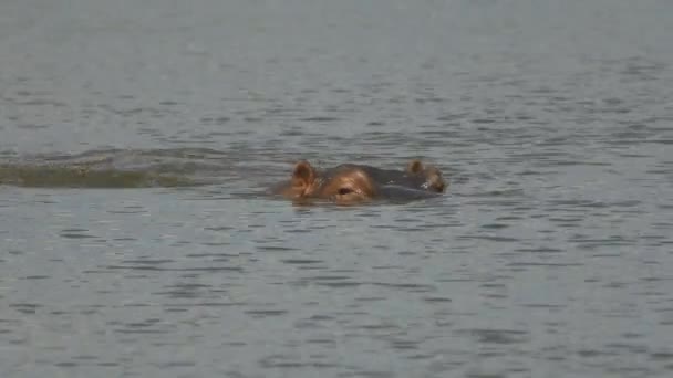 Hipopótamo Nadando Lago Parque Nacional Kruger Podemos Ver Hipopótamo Piscando — Vídeo de Stock
