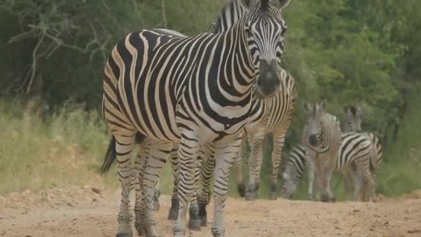 Tilt Revealing Herd Zebras Gravel Road Africa — Vídeo de stock