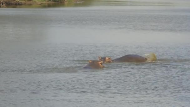 Two Hippopotamus Swinmming Lake Kruger National Park — Stock Video