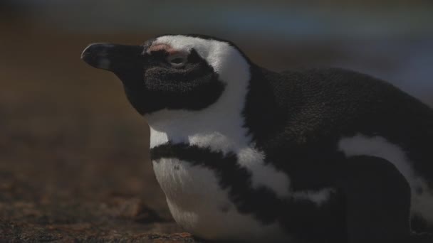 African Penguin Laying Rock Feeling Sleepy Eyes Closing — Video