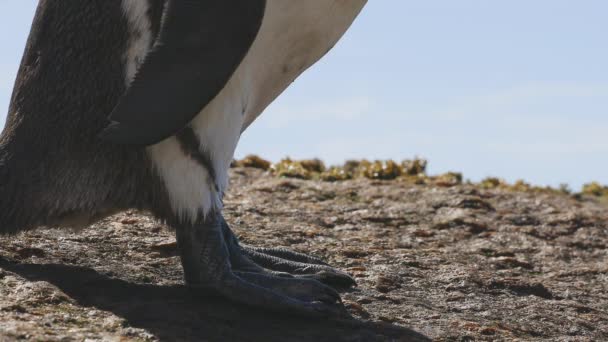 African Penguin Standing Rock Scratching Itself Beak — 비디오