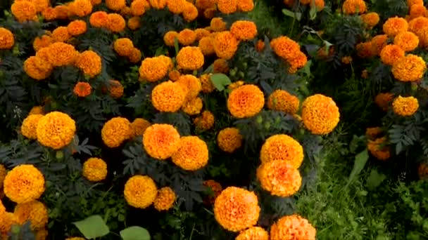 Κλίση Προς Πάνω Cempasuchitl Διακοσμητικά Διάσημο Λουλούδι Κατά Διάρκεια Της — Αρχείο Βίντεο