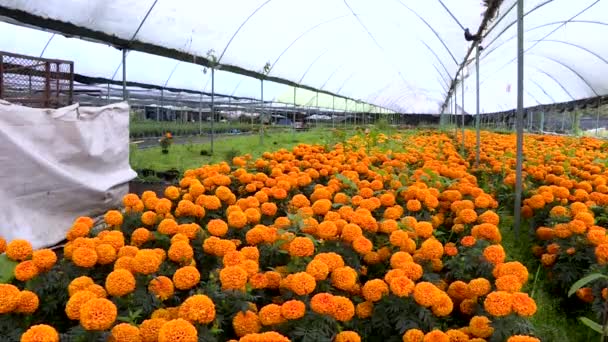 Cempasuchitl Ornamental Famous Flower Day Dead Celebrations Greenhouse Xochimilco Mexico — Αρχείο Βίντεο