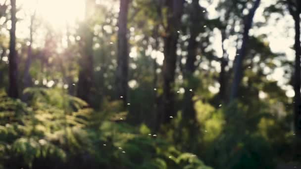 Tiny Bugs Floating Air Sun Shines Green Forest Background — 图库视频影像