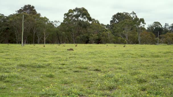 Kangoeroes Grazen Groen Veld Met Gele Bloemen Breed Schot Vast — Stockvideo