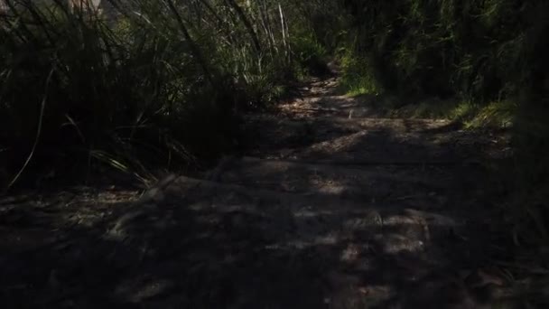 Walking Bush Coming Lizard — Vídeo de Stock