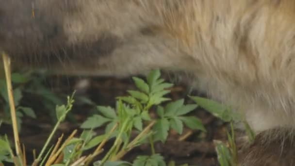 Close Hyena Head First Grabs Stick Start Lick Own Paw — Stockvideo