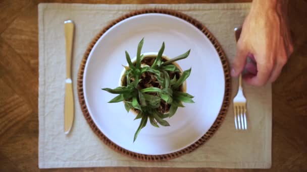 Plant Flower Pot Dinner Plate Person Picks Cutlery Close Top — Vídeo de Stock