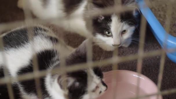 Two adorable black and white kittens in animal welfare cage