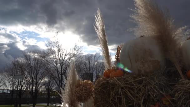 Have Impression See Gods Those Pumpkins Create Cool Effect Back — Stock videók