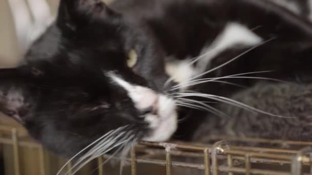 Close Black White Cat Relaxing — Stockvideo
