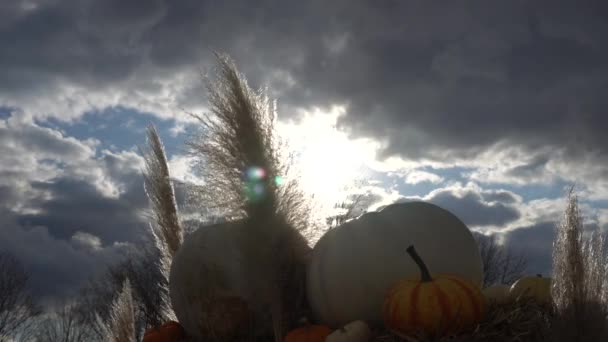 Beautiful Light Sun Makes Pumpkins Magnificent Angle Back You Can — Video Stock