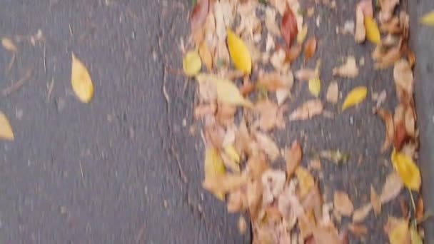 Man Walking Shot Walking Street Bucharest Autumn Leaves Yellow Ground — Stok video