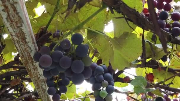 Close Shot Ripe Grapes Hanging Green Leaves — Stockvideo