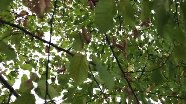 Forest Green Leaves Tree Branches Steady Camera Shot Beautiful Weather — Stockvideo