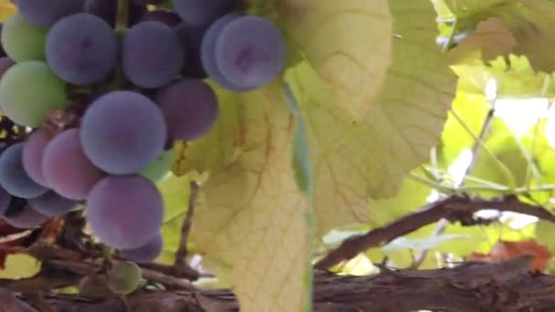 Close Shot Grapes Hanging Green Leaves Autumn Season — Video