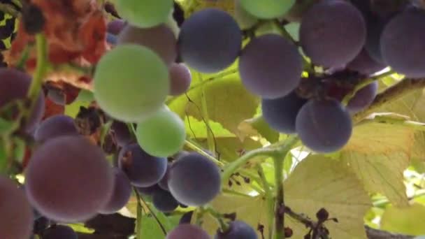 Close Shot Ripe Grapes Hanging Green Leaves — Stockvideo