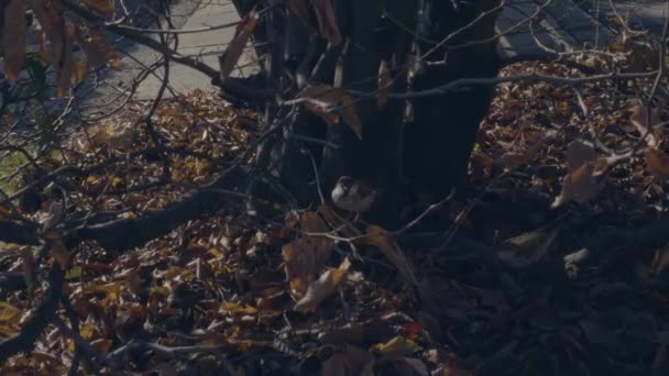 Little Birds Tree Branches Autumn — Video