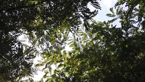 Wind Make His Way Ever Growing Leaves Taller Trees Forest — Video