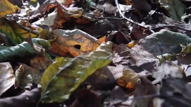 Sun Rays Reflected Brown Leaves Fallen Ground Autumn Leaves Ground — Video