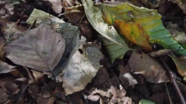 Beautiful Autumn Scene Leaves Ground — Video