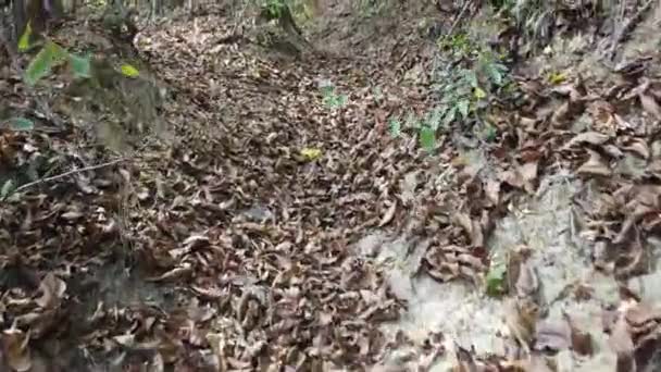 Path Forest Covered Leaves Branches — Video