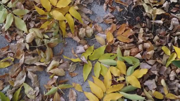 Yellow Brown Leaves Autumn Covering Earth Autumn Leaves Ground — Vídeos de Stock