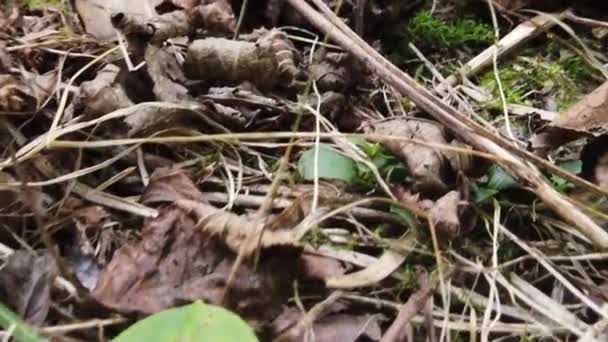 Land Covered Leaves Otherwise Seen Close Autumn Leaves Ground Shot — Stockvideo