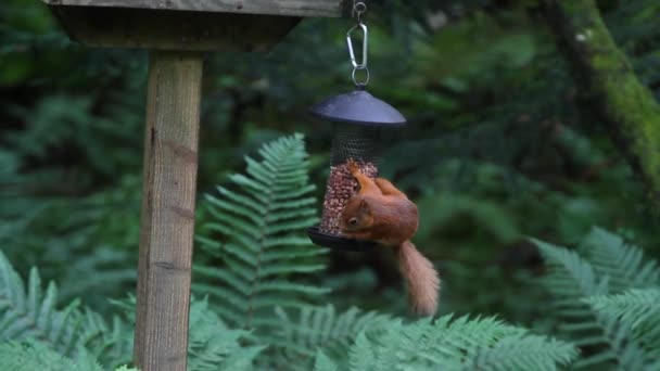 Red Squirrel Sciurus Vulgaris Nut Feeder Scotland — Stok Video