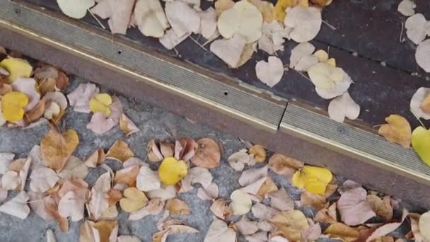 Traces Autumn Left Steps House Leaves Different Colors Gradient — ストック動画