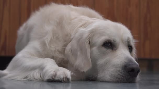 Beautiful Golden Retriever Dog White Hair Resting Boring Blue Wooden — Stock Video