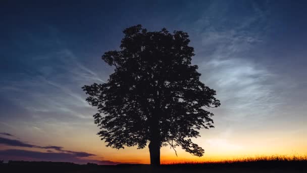 Forman Nubes Nocturnas Por Encima Silueta Del Árbol Los Campos — Vídeo de stock