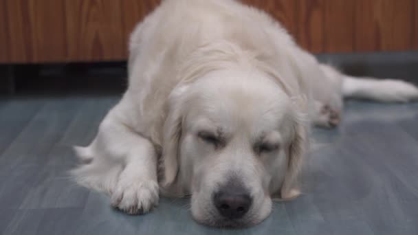 Beautiful Golden Retriever Dog White Hair Resting Wooden Floor Tired — Vídeos de Stock