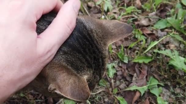 Domestic Gray Cat Being Pet Human Hand Tender Love Given — Stockvideo