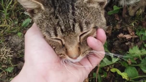 Domestic Gray Cat Being Pet Human Hand Tender Love Given — Vídeos de Stock