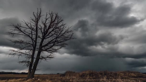 Dark Stormy Clouds Sky Lonely Tree Fields Autumn View Time — Stock Video