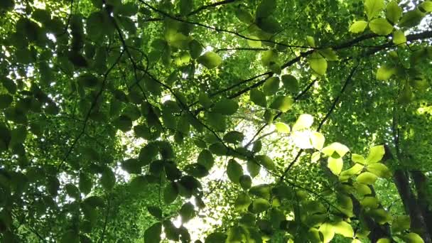 Вид Солнечного Света Сквозь Листья Деревьев — стоковое видео