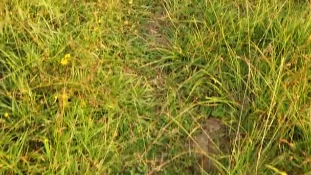 Walking Path Grass Midday Closely Detailed View — Vídeo de stock