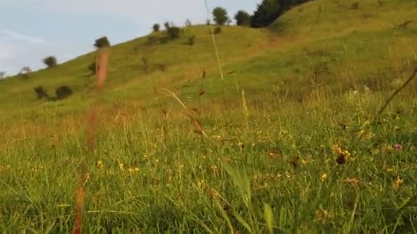 Walking Grass Midday Detailed View — Stockvideo