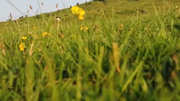 Walking Grass Midday Closely View — 图库视频影像