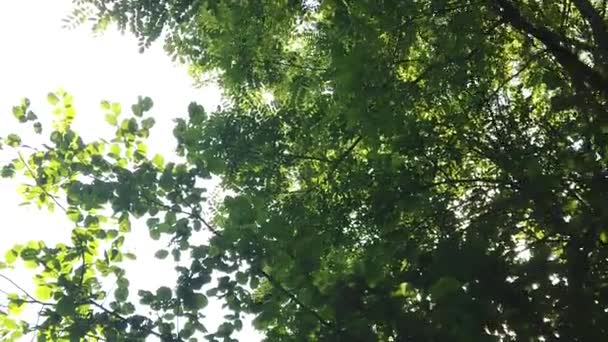 Searching Sunlight Leaves Trees — Video