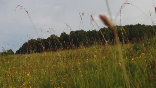 Walking Tall Grass Midday Closely Detailed View Beautiful Colors — Video Stock