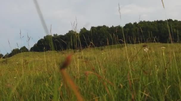 Walking Tall Grass Midday Closely Detailed View — Vídeo de Stock