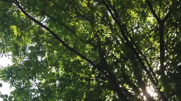 Вид Солнечного Света Сквозь Листья Леса — стоковое видео