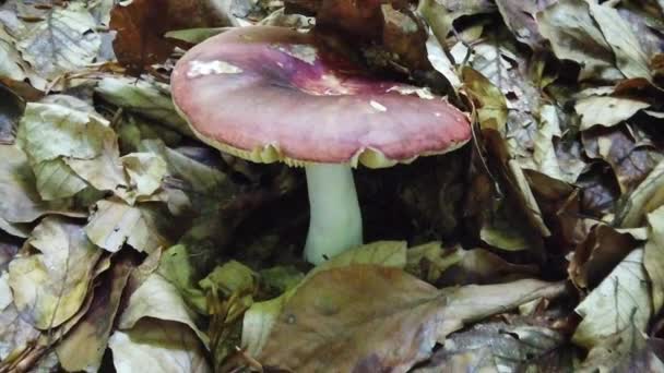 Mushrooms Pushing Dead Leaves Get Some Air Autumn Season — 图库视频影像