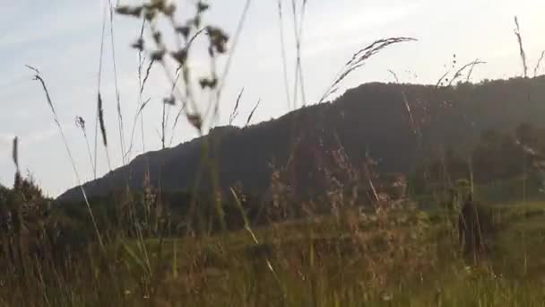 Walking Tall Grass Midday Closely Detailed View Sun — Stock video