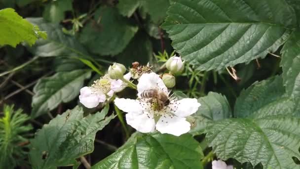 Küçük Arı Çiçeğin Üzerinde Polen Topluyor — Stok video
