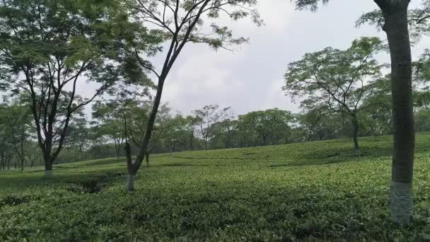 Tea Plantation Rainy Season Beautiful Green Landscape Seen Zooming Aerial — Video Stock