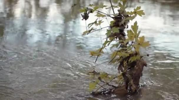 Solitary Young Tree Flowing Stream Water Floods — Vídeo de Stock