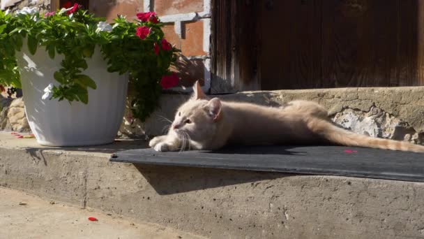 Cute Cat Lying Doormat Next White Flower Pot Slow Motion — Vídeo de stock